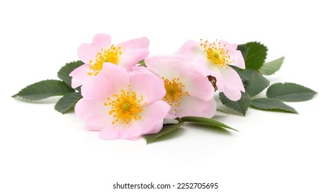 A twig with a rosehip flower isolated on a white background. - Shutterstock ID 2252705695