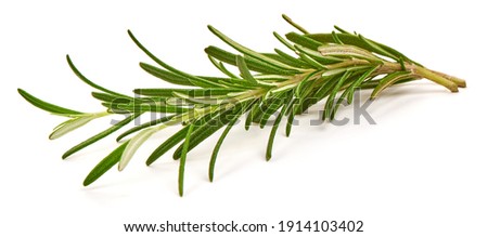 Twig of rosemary, isolated on white background.