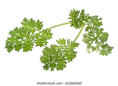 Twig Of Sagebrush Isolated On A White Background