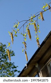 Twig With Seed And Leaves Of A Silver Birch Tree Or Betula Alba In Springtime, Sofia, Bulgaria  