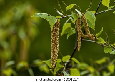 Twig With Seed And Leaves Of A Silver Birch Tree Or Betula Alba In Springtime, Sofia, Bulgaria  