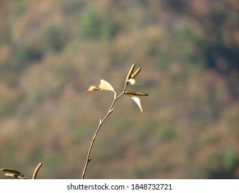 A Twig Seen In Lehigh Gorge