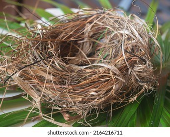 Twig texture zoom
forming a bird s nest - Powered by Shutterstock