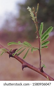 Acacia Catechu Images Stock Photos Vectors Shutterstock