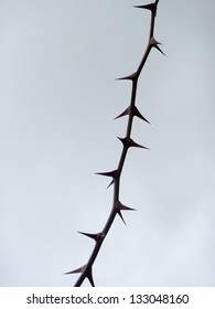 Twig With Thorns, Isolated On Cloudy Sky