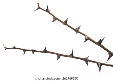 Twig With Thorns Isolated On White Background