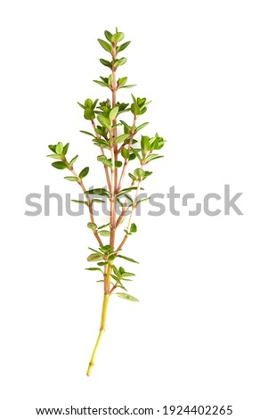 twig of thyme isolated on white background