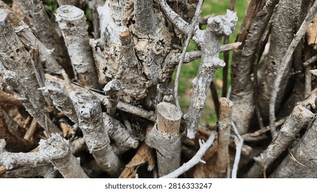 A twig wall backdrop is created by weaving, interlacing, or layering dried branches, pruning twigs, or other natural materials to create a barrier or substitute for a solid wall or fence. It is commonly used as a garden boundary, a privacy screen, or for decorative purposes.