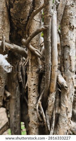 A twig wall backdrop is created by weaving, interlacing, or layering dried branches, pruning twigs, or other natural materials to create a barrier or substitute for a solid wall or fence. It is commonly used as a garden boundary, a privacy screen, or for decorative purposes.