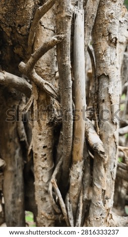 A twig wall backdrop is created by weaving, interlacing, or layering dried branches, pruning twigs, or other natural materials to create a barrier or substitute for a solid wall or fence. It is commonly used as a garden boundary, a privacy screen, or for decorative purposes.