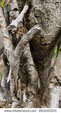 A twig wall backdrop is created by weaving, interlacing, or layering dried branches, pruning twigs, or other natural materials to create a barrier or substitute for a solid wall or fence. It is commonly used as a garden boundary, a privacy screen, or for decorative purposes.