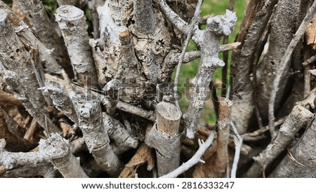 A twig wall backdrop is created by weaving, interlacing, or layering dried branches, pruning twigs, or other natural materials to create a barrier or substitute for a solid wall or fence. It is commonly used as a garden boundary, a privacy screen, or for decorative purposes.