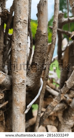 A twig wall backdrop is created by weaving, interlacing, or layering dried branches, pruning twigs, or other natural materials to create a barrier or substitute for a solid wall or fence. It is commonly used as a garden boundary, a privacy screen, or for decorative purposes.