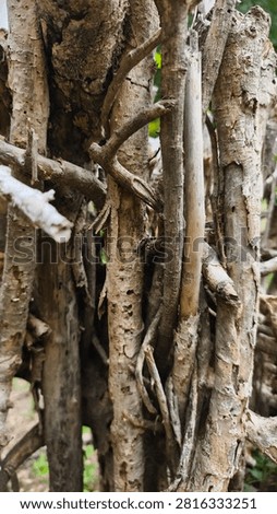 A twig wall backdrop is created by weaving, interlacing, or layering dried branches, pruning twigs, or other natural materials to create a barrier or substitute for a solid wall or fence. It is commonly used as a garden boundary, a privacy screen, or for decorative purposes.