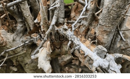 A twig wall backdrop is created by weaving, interlacing, or layering dried branches, pruning twigs, or other natural materials to create a barrier or substitute for a solid wall or fence. It is commonly used as a garden boundary, a privacy screen, or for decorative purposes.