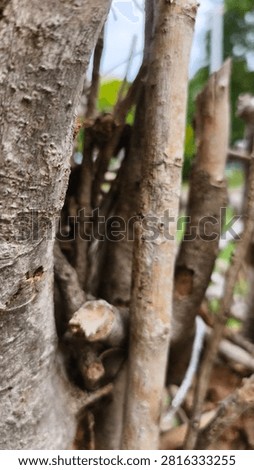 A twig wall backdrop is created by weaving, interlacing, or layering dried branches, pruning twigs, or other natural materials to create a barrier or substitute for a solid wall or fence. It is commonly used as a garden boundary, a privacy screen, or for decorative purposes.