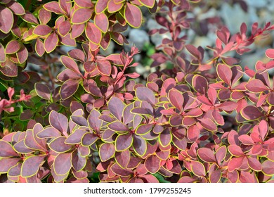 Twigs Berberis thunbergii Coronita