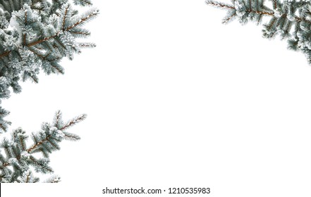Twigs of christmas tree (spruce Picea pungens) covered hoarfrost and in snow on a white background with space for text