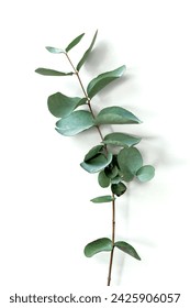 Twigs of eucalyptus close-up on the white background, evergreen tree
