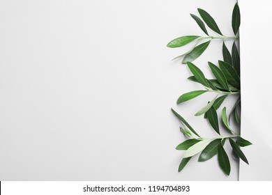 Takjes met verse groene olijfbladeren op lichte achtergrond, bovenaanzicht. Ruimte voor tekst: stockfoto