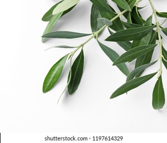 Twigs With Fresh Green Olive Leaves On White Background, Top View