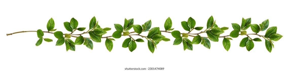 Twigs with green leaves in a floral waved garland isolated on white - Shutterstock ID 2301474089