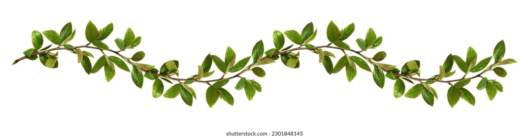 Twigs with green leaves in a floral waved garland isolated on white