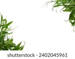 Twigs of italian ruscus (DANAE RACEMOSA) in a floral corner arrangements isolated on white background