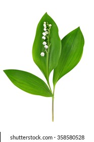 70,485 Lily of the valley Images, Stock Photos & Vectors | Shutterstock