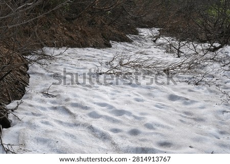 Twigs lying on a bed of remaining snow