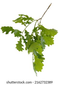 twigs of oak tree with green leaves isolated