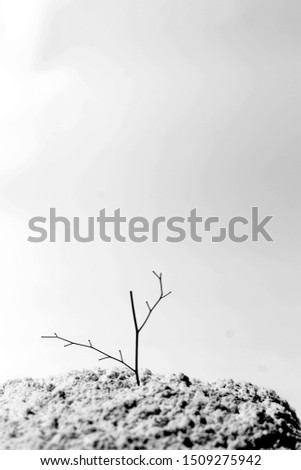 Similar – lonely Baum Natur Feld