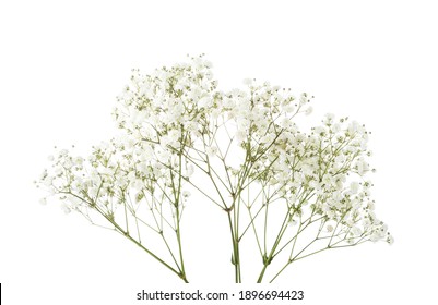 Twigs with small white flowers of Gypsophila (Baby's-breath) isolated on white background.  Large Depth of Field ( DoF). - Powered by Shutterstock
