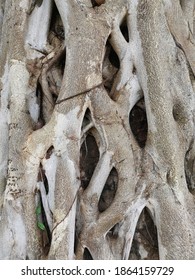 Twigs That Natural Weave Together In A Raft.