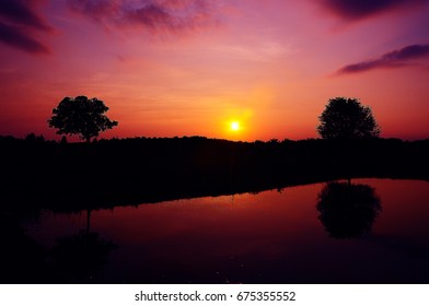 Twilight with 1 tree