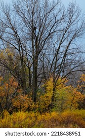 Twilight Colors On The Side Of A Forest At Rock Run Forest Preserve, Will County, Illinois