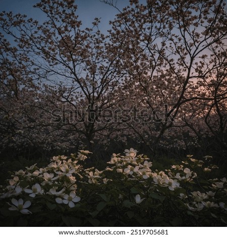 Similar – Image, Stock Photo dogwood Evening Branch