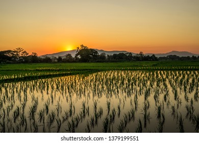 Twilight Farm Lanscape