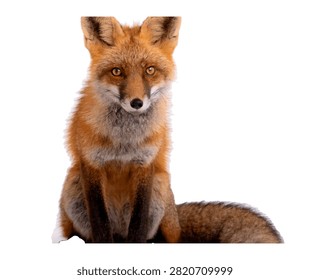 Twilight Fox Twilight Fox Standing Gracefull Isolated On White Background