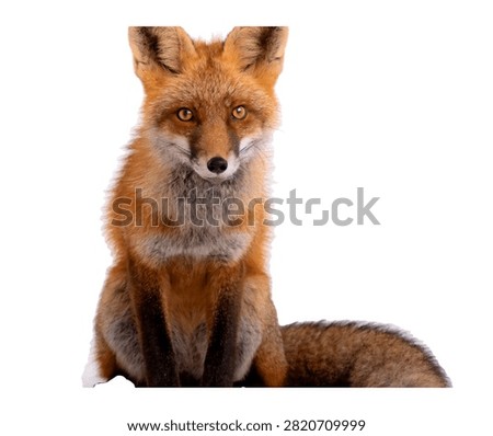 Twilight Fox Twilight Fox Standing Gracefull Isolated On White Background