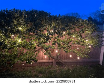 Twilight garden: A sprawling tree adorned with twinkling lights hugs a wooden fence. Branches weave through bulbs, creating a magical nighttime canopy. - Powered by Shutterstock