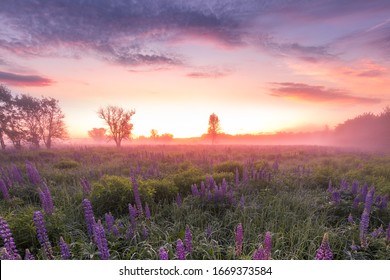 春の風景 High Res Stock Images Shutterstock