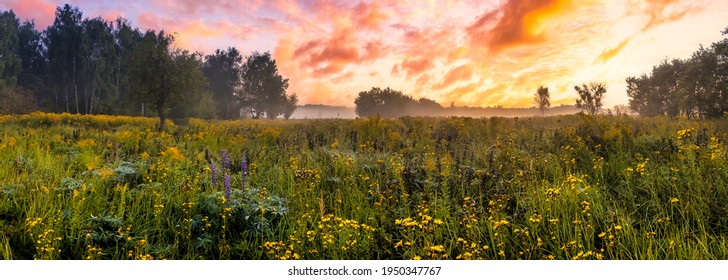 Twilight on a field covered with wild flowers in a summer season with fog and trees on a background in morning. Landscape. 