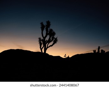 twilight silhouette at Joshua Tree National Park with a clear sky and beautiful color scheme of blue, orange and purple. Beautiful area to camp and adventure with family in nature.  - Powered by Shutterstock