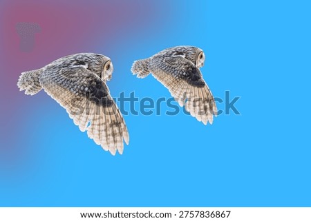 Twilight Soar Capturing the Elegance of a Flying Owl