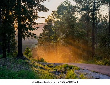 Twilight Sunbeams Through Pine Forest