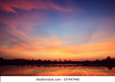 Twilight Sunset Background Over Green Rice Farm Landscape