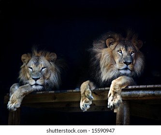 twin adolescent male lions at taronga zoo sydney