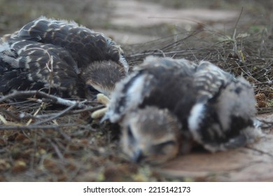 Twin Baby Eagles.