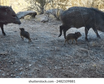 Twin baby Javelin with adults